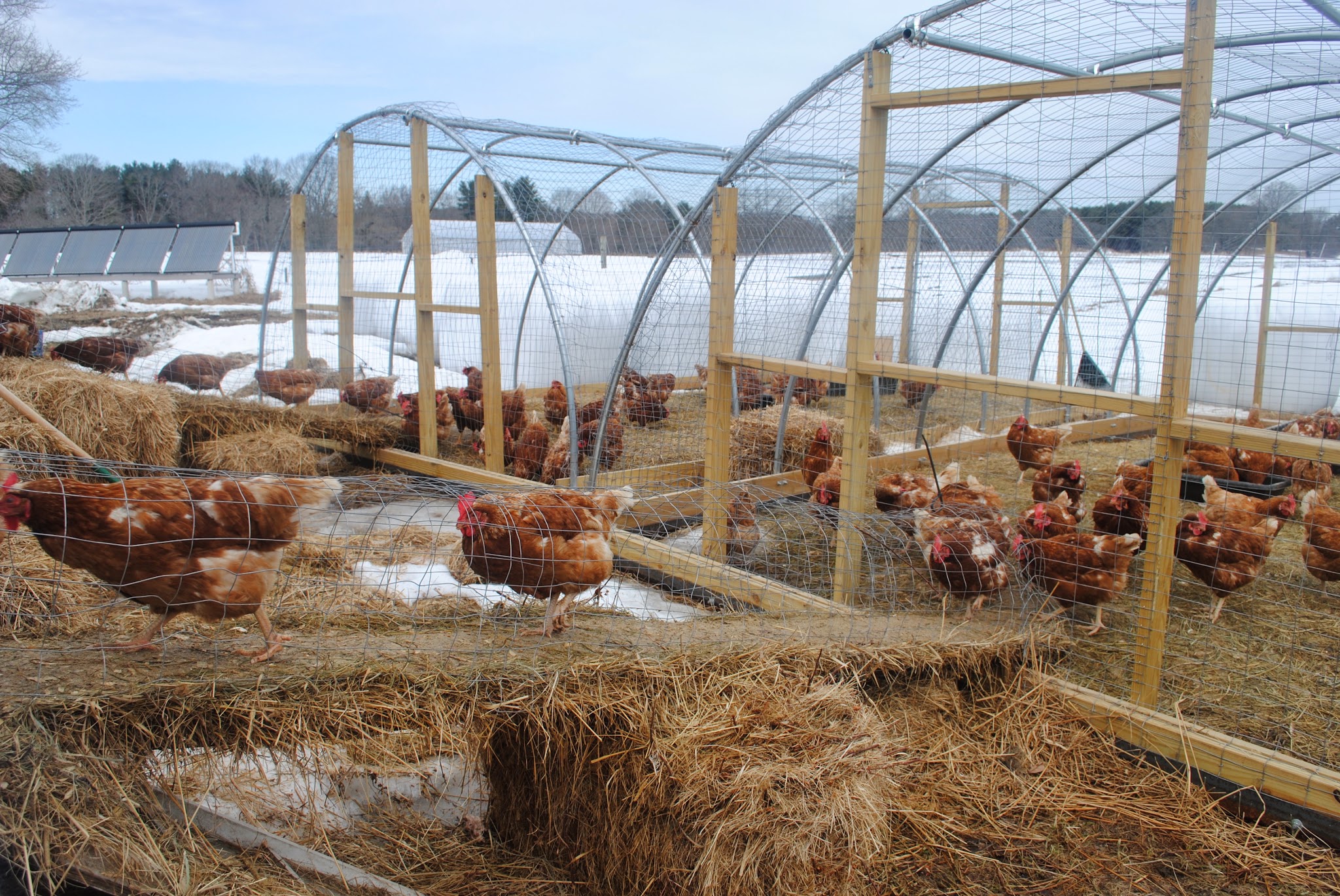 maple syrup day at the farm — image 8