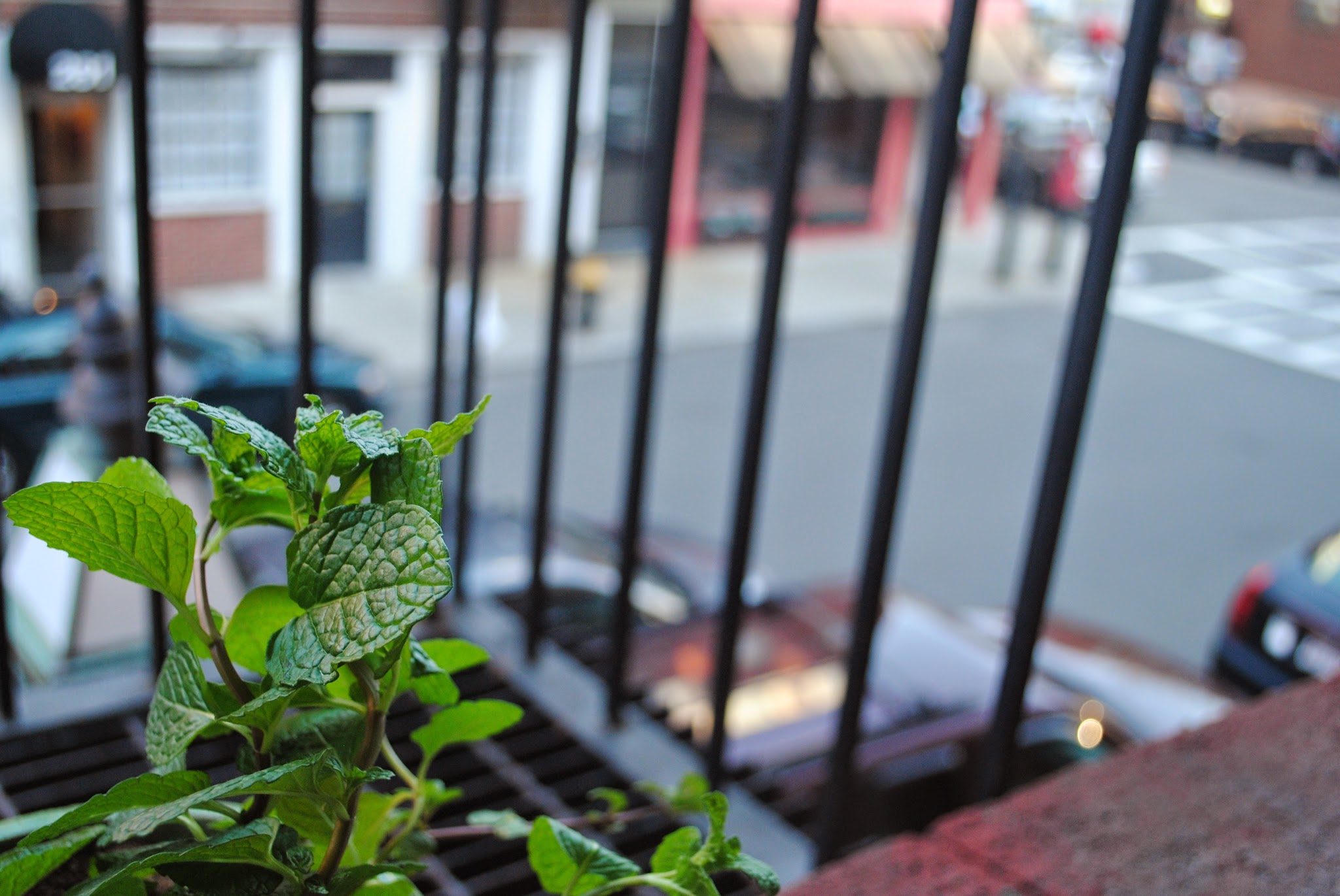 city gardening returns — image 2