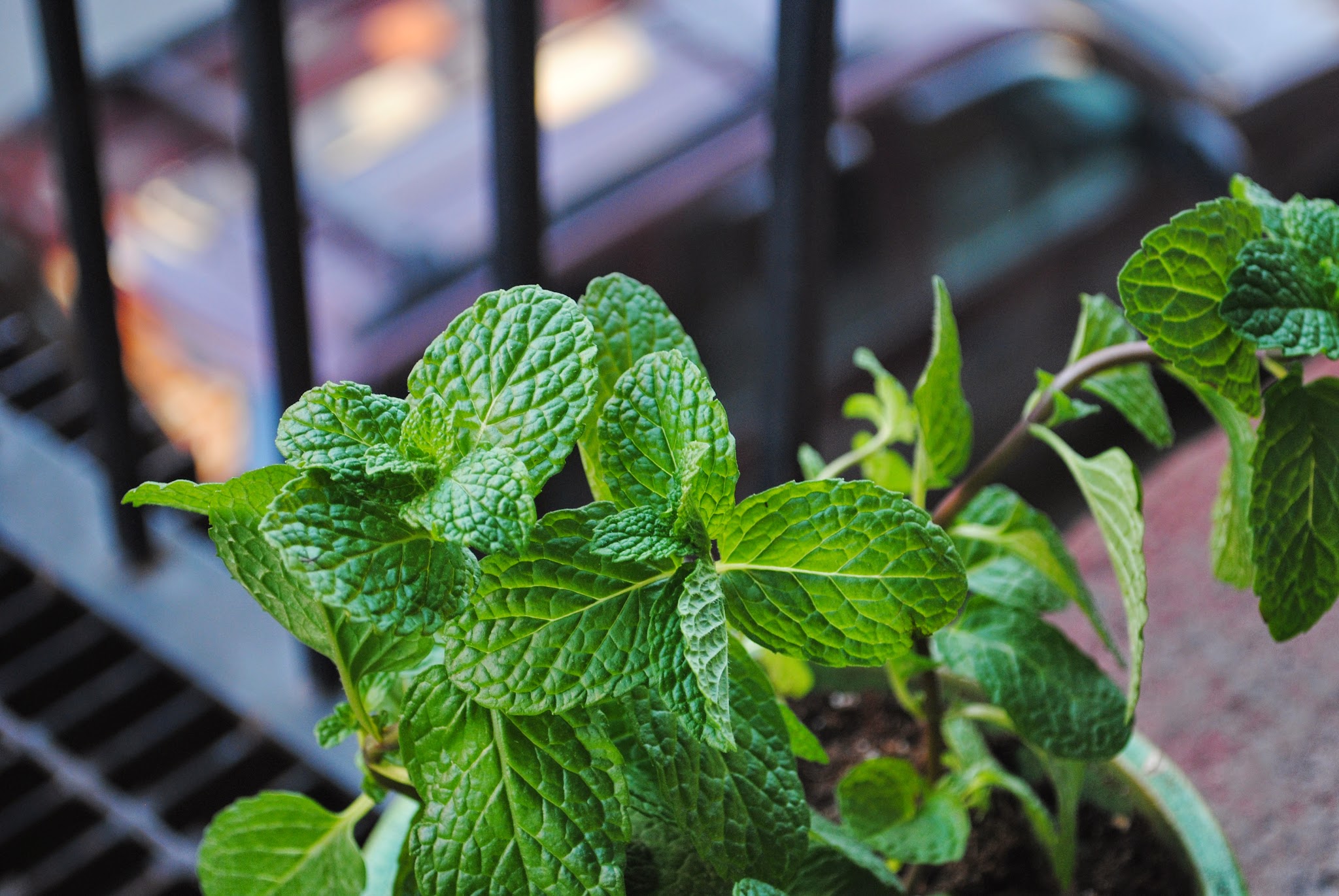 city gardening returns