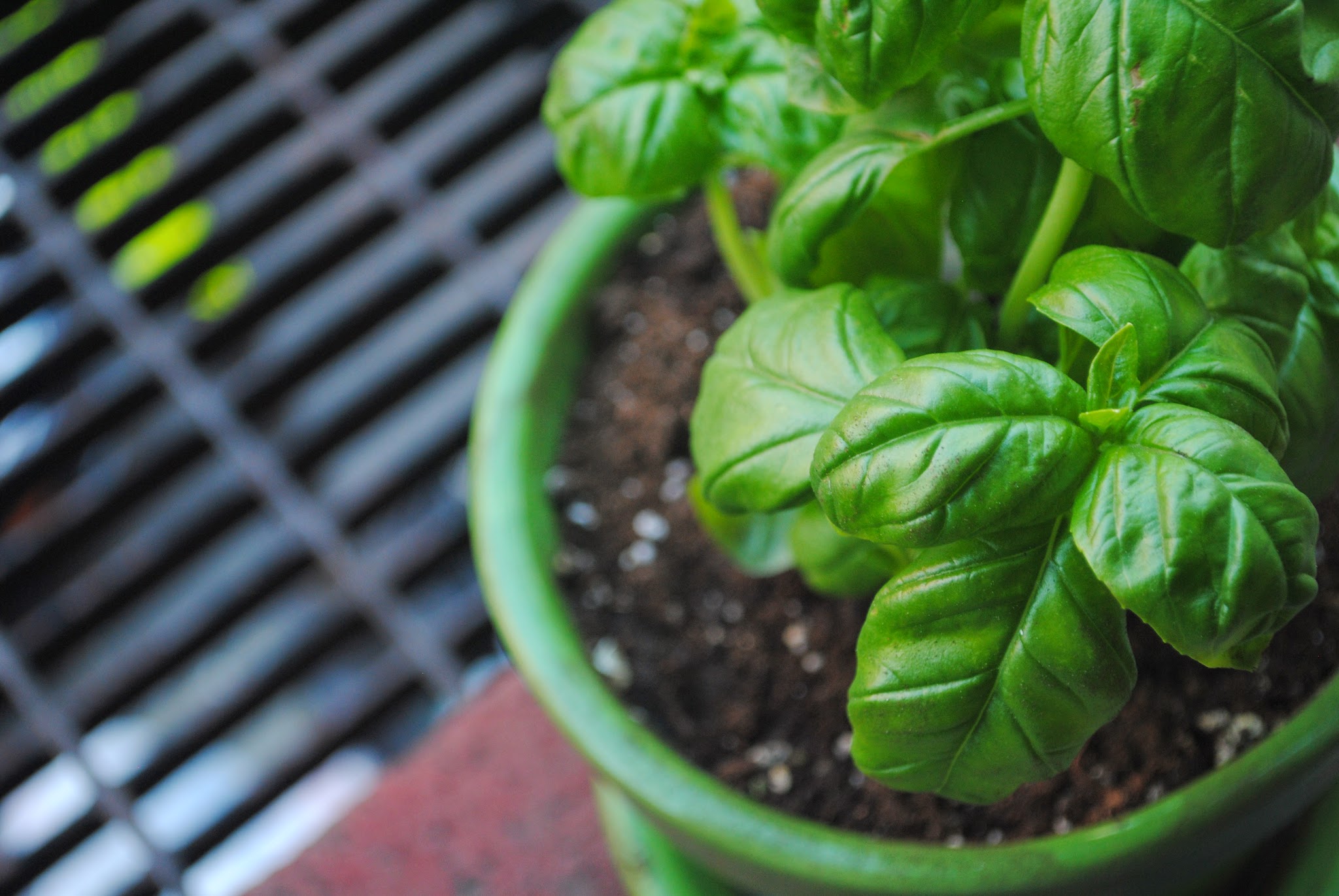 city gardening returns — image 3