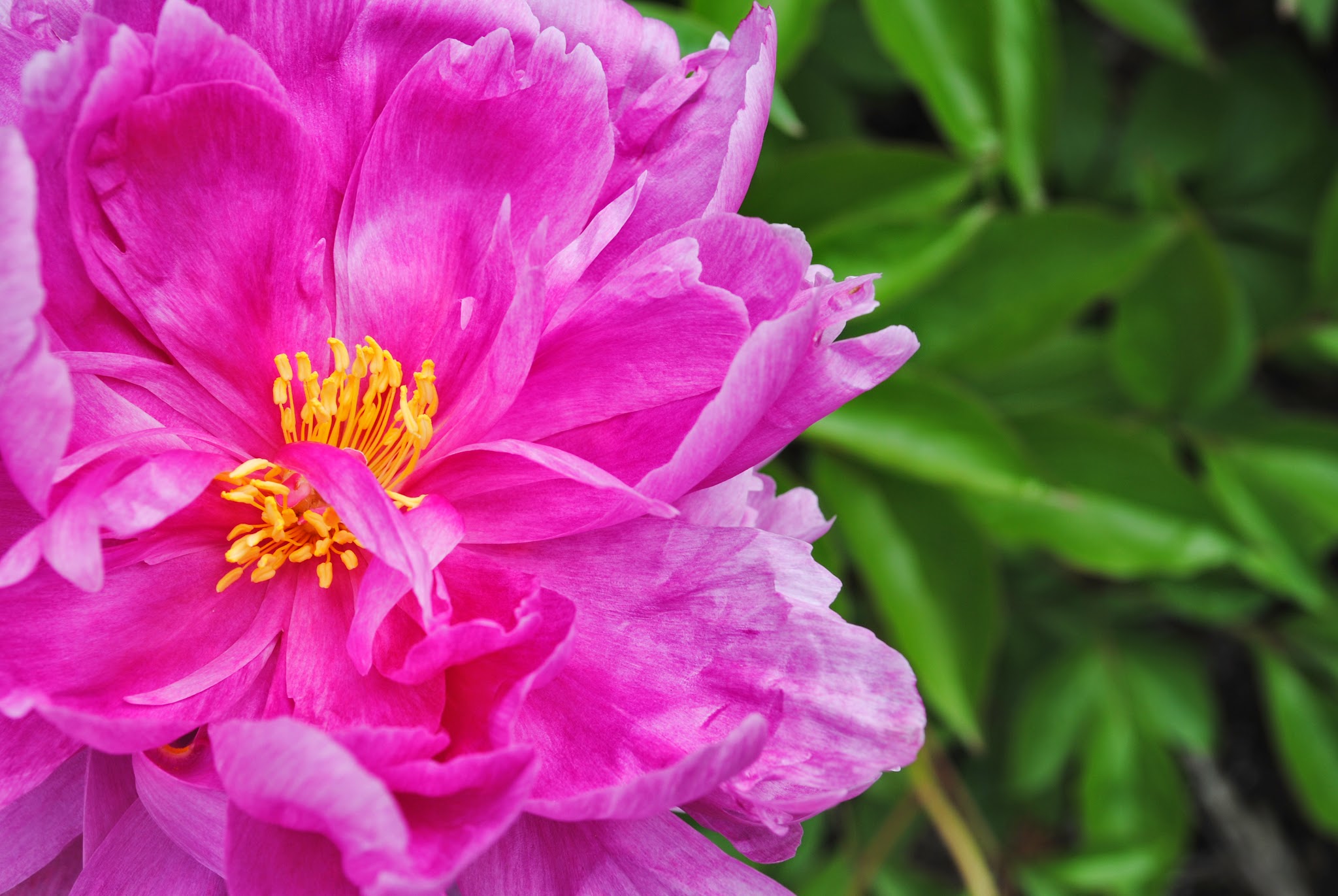 let there be peonies — image 2