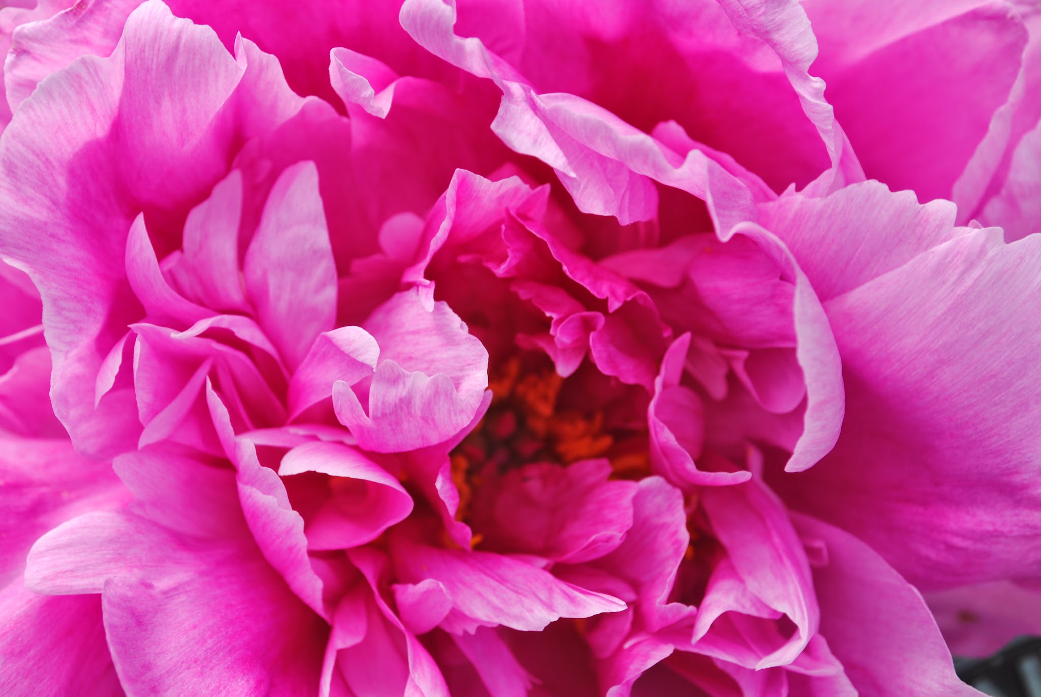 let there be peonies — image 3