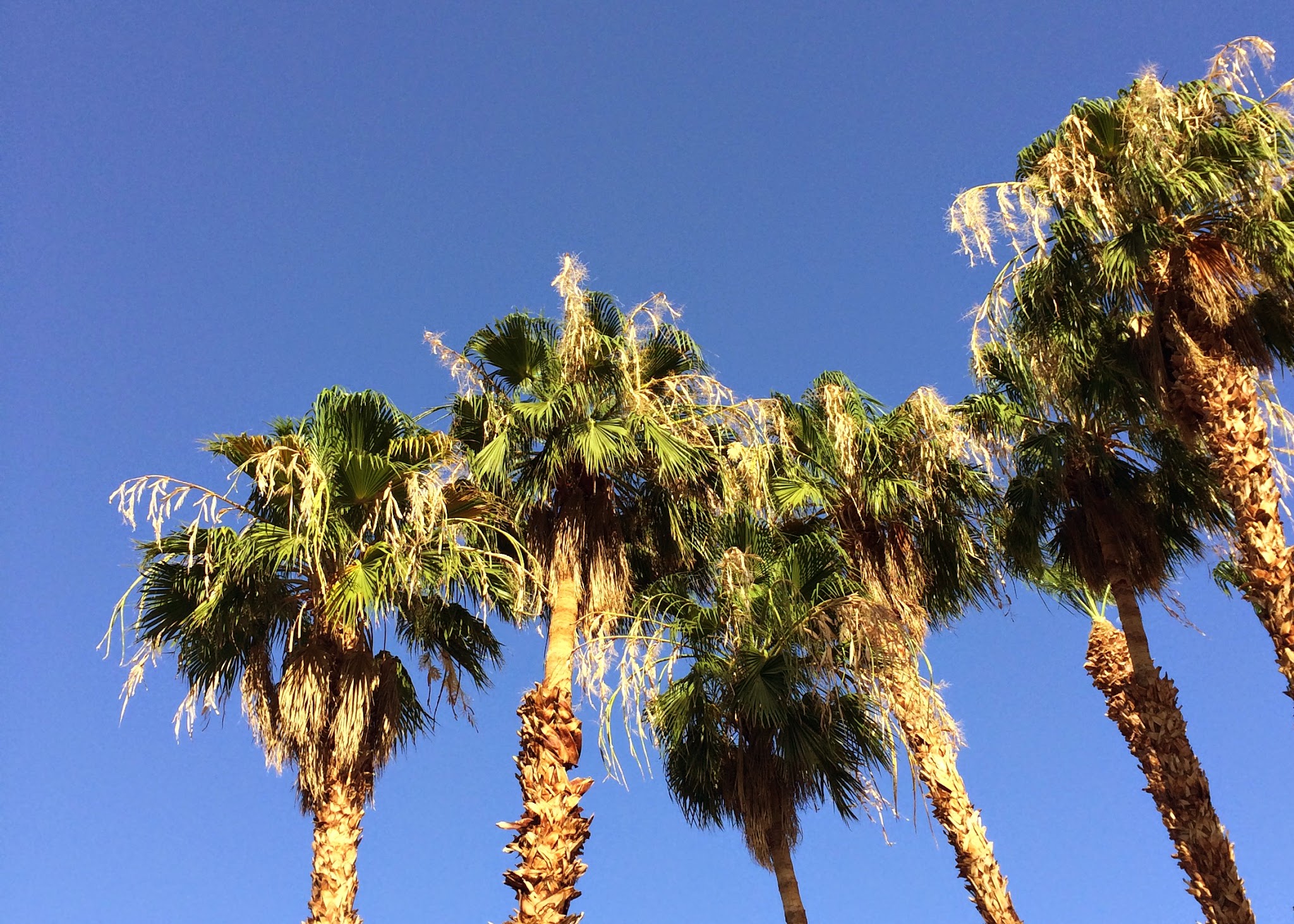 my jaunt to the desert — image 9