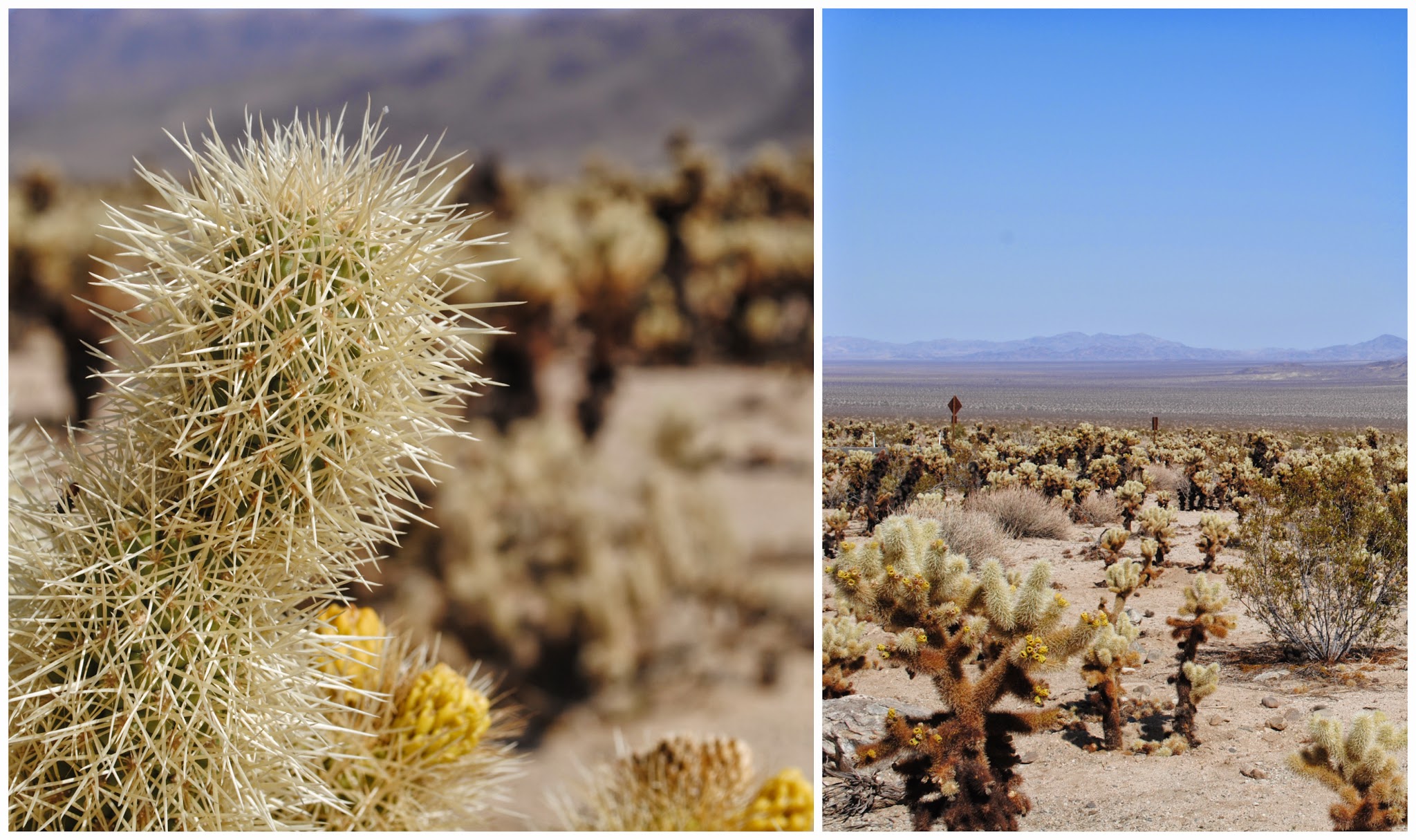 my jaunt to the desert — image 2