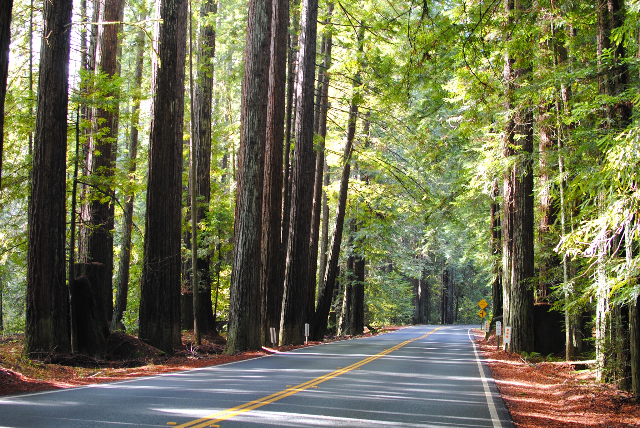 Valley to the Ocean ... via the Redwoods // Day 2 — image 8