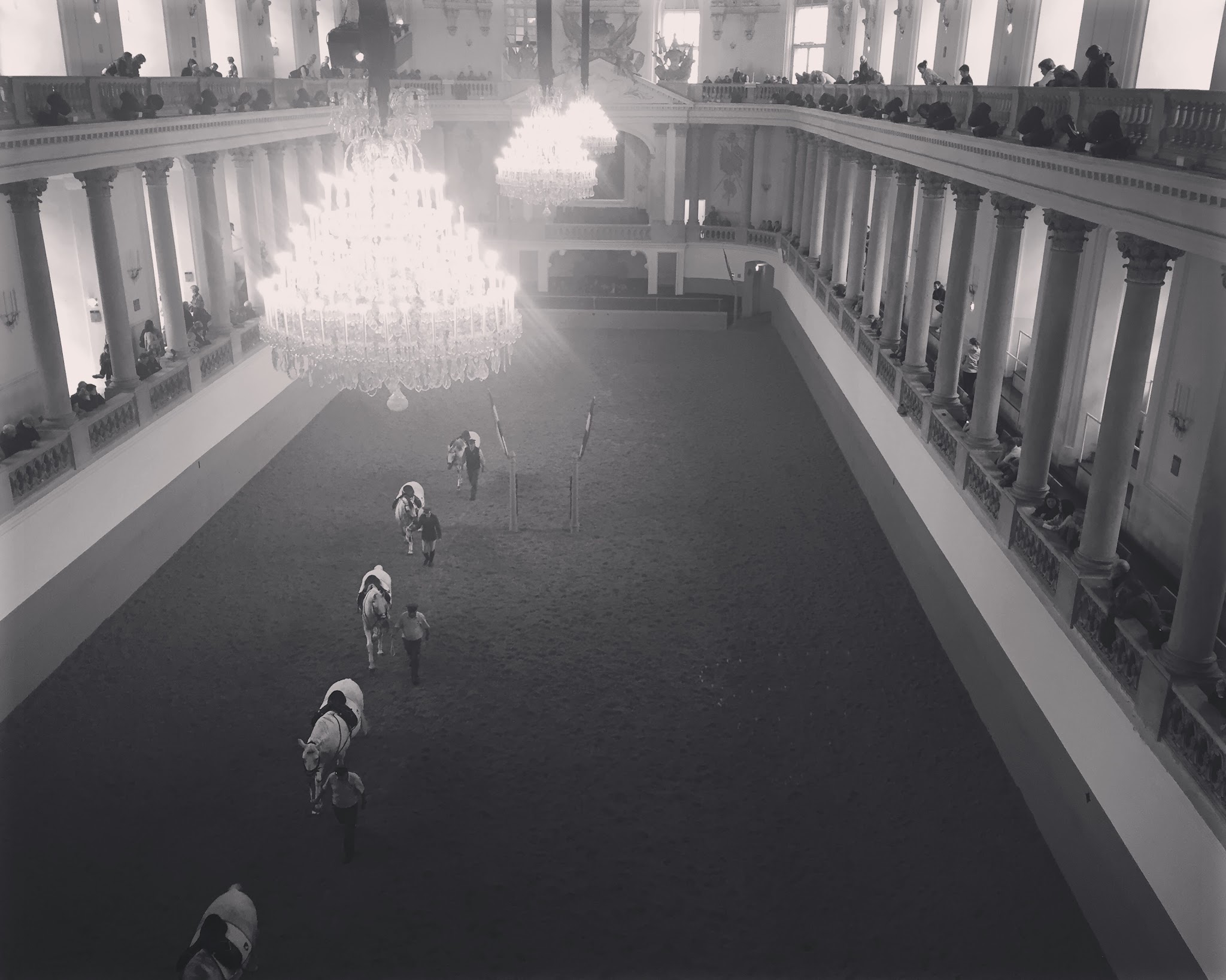 Dancing Horses // Day 12 — image 5