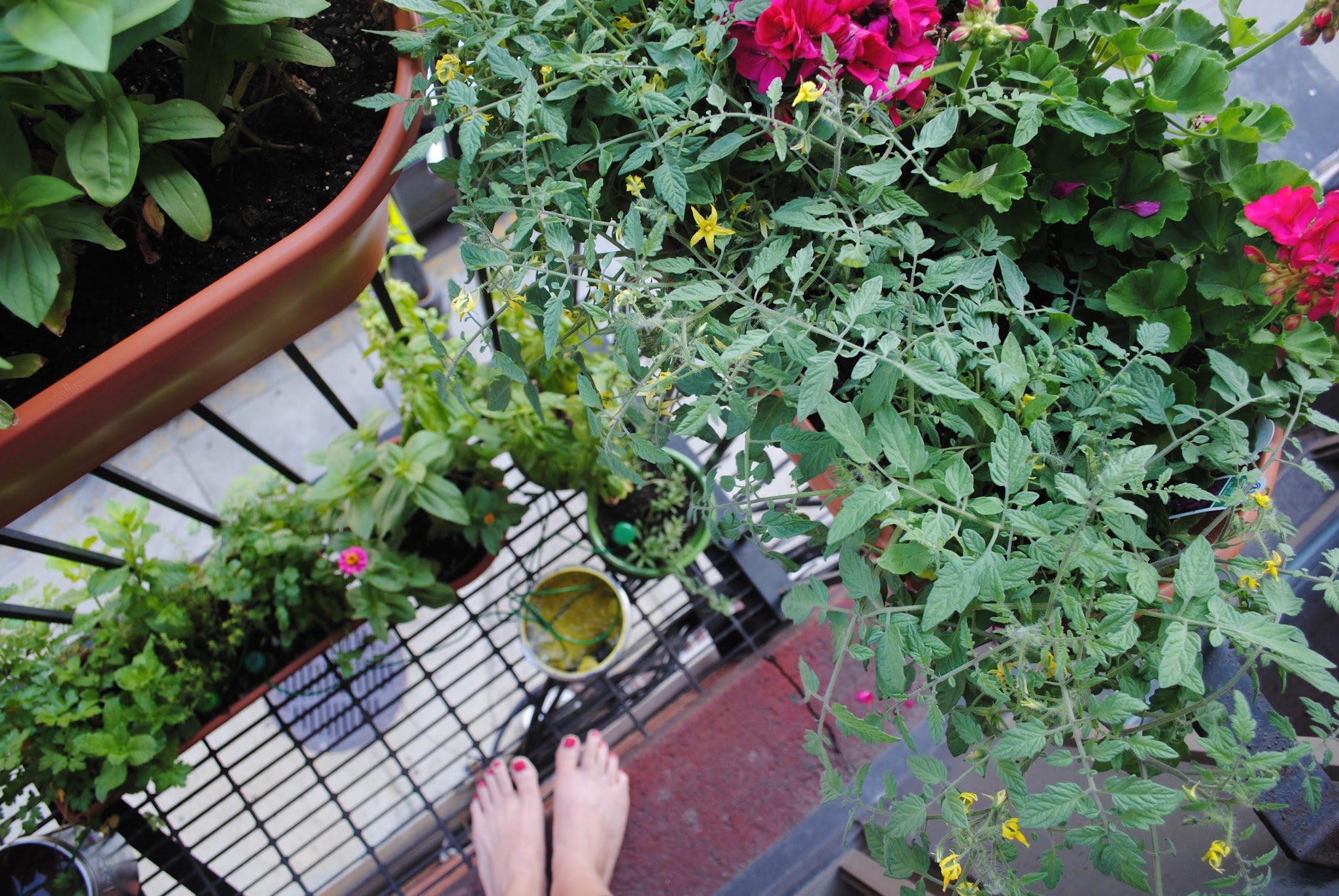 farewell to my city garden