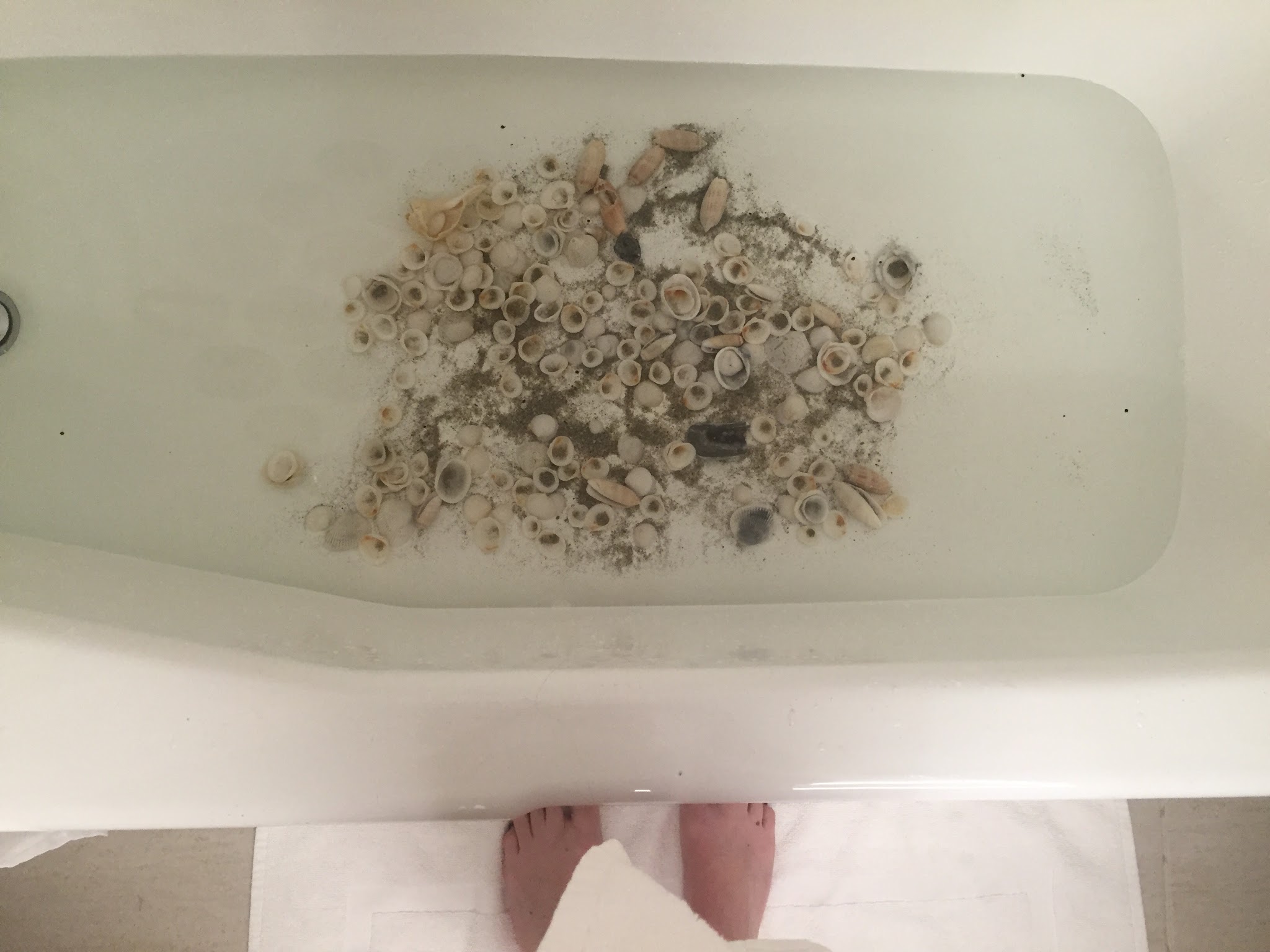 1 Alligator, 1 Manatee, 5 Turtles // Day 4 — image 13