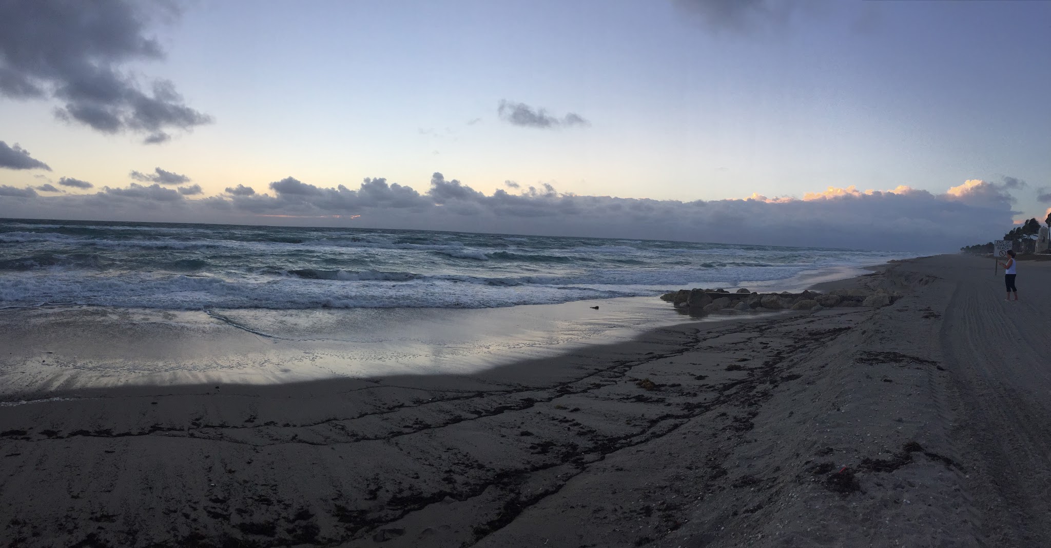 1 Alligator, 1 Manatee, 5 Turtles // Day 4 — image 2