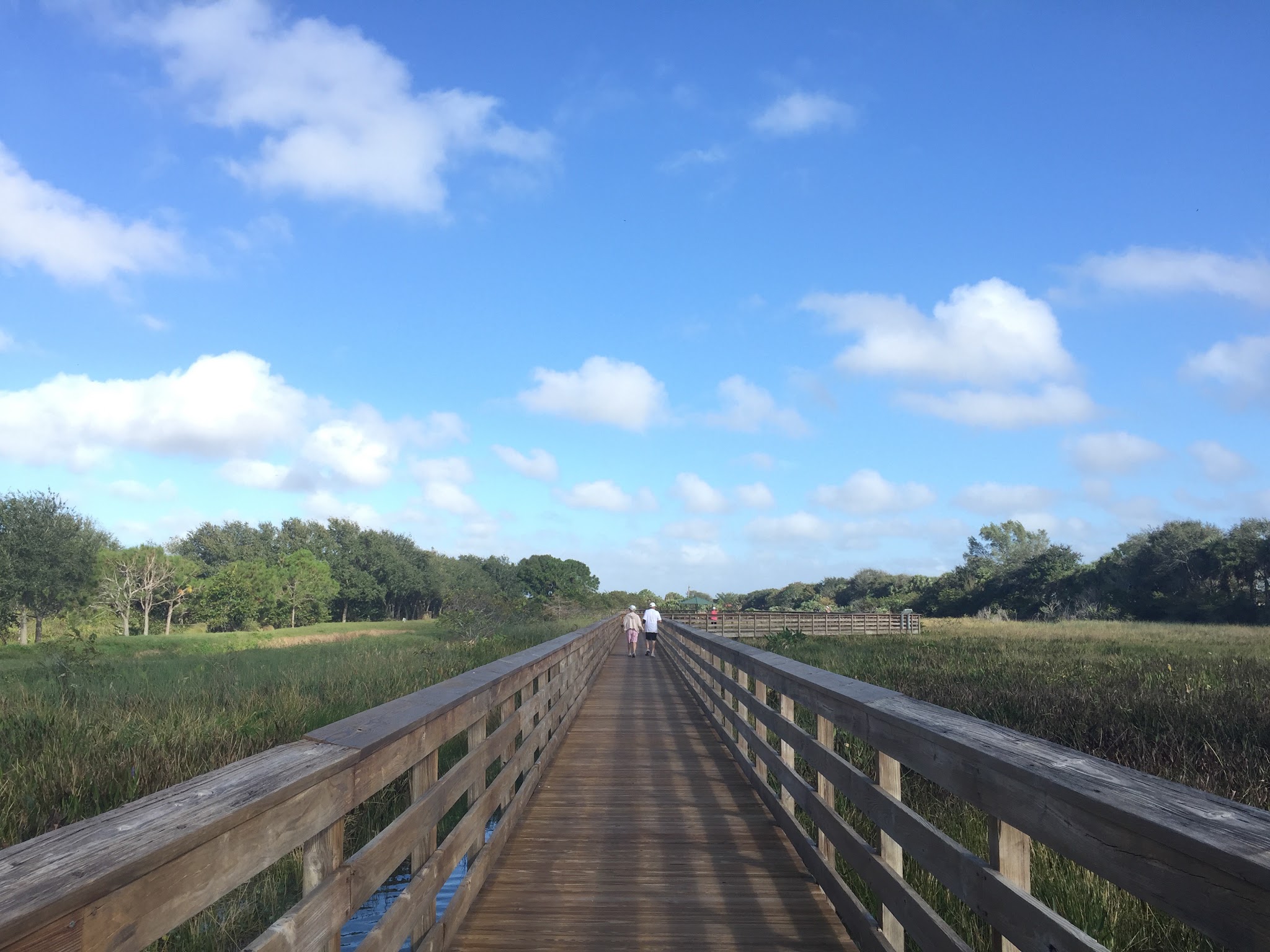 1 Alligator, 1 Manatee, 5 Turtles // Day 4 — image 6
