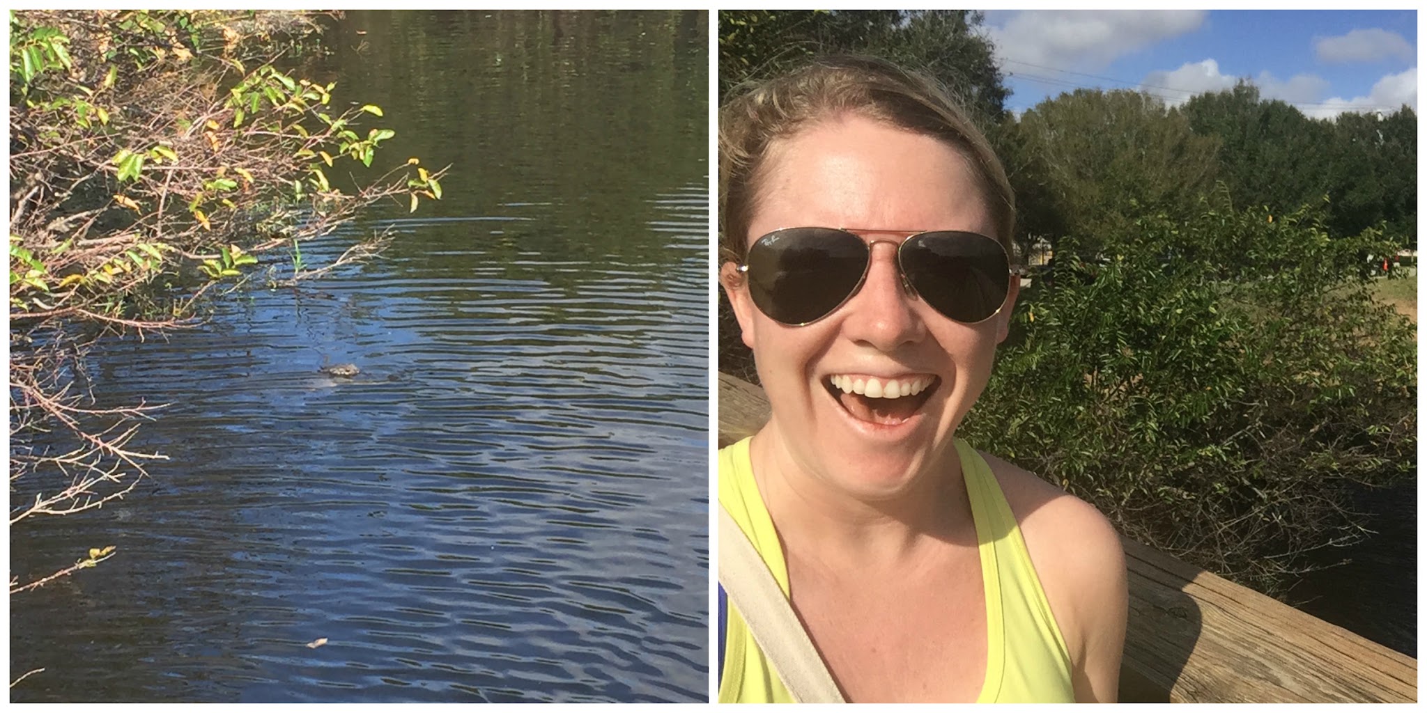 1 Alligator, 1 Manatee, 5 Turtles // Day 4 — image 7