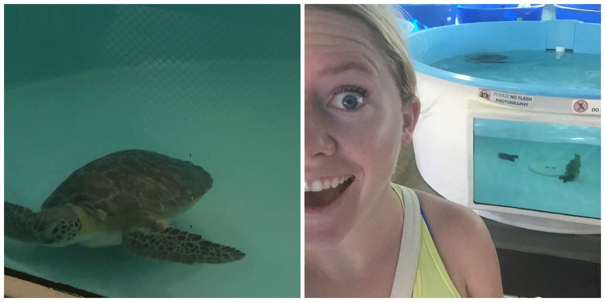 1 Alligator, 1 Manatee, 5 Turtles // Day 4 — image 9