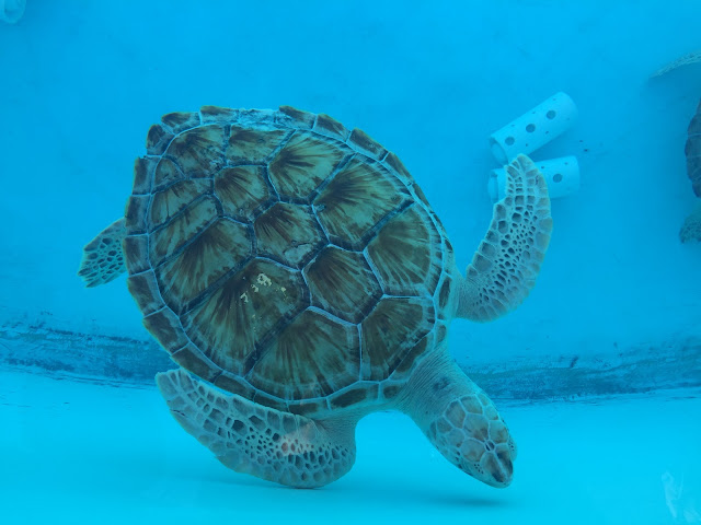 Turtle love // Day 3 — image 6