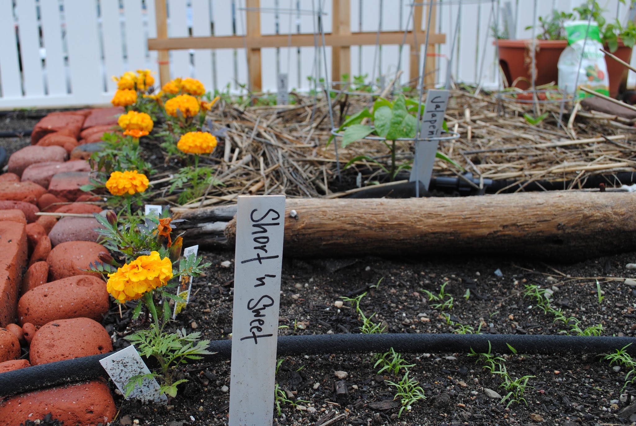 meet my garden — image 4