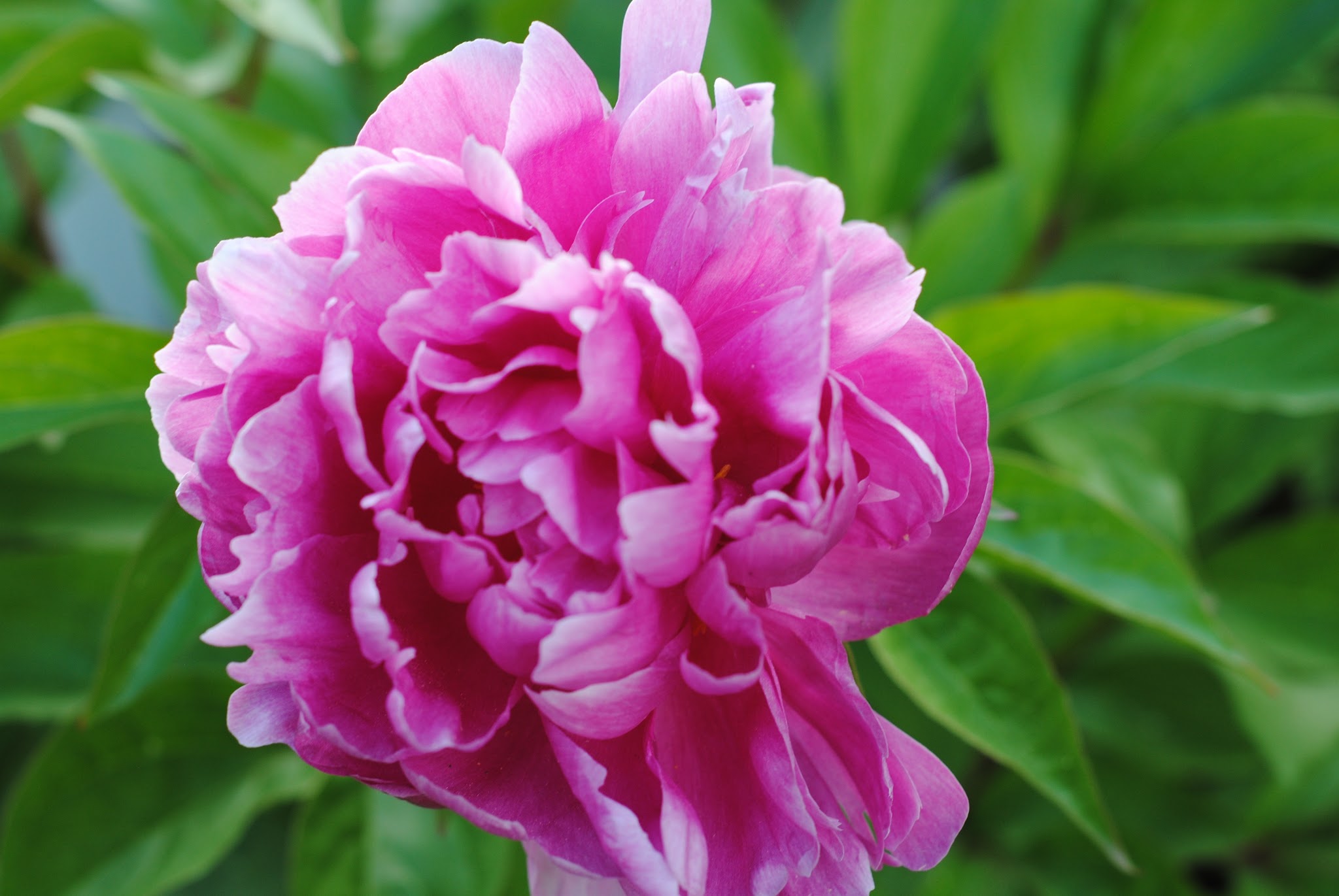 peony season is back — image 2