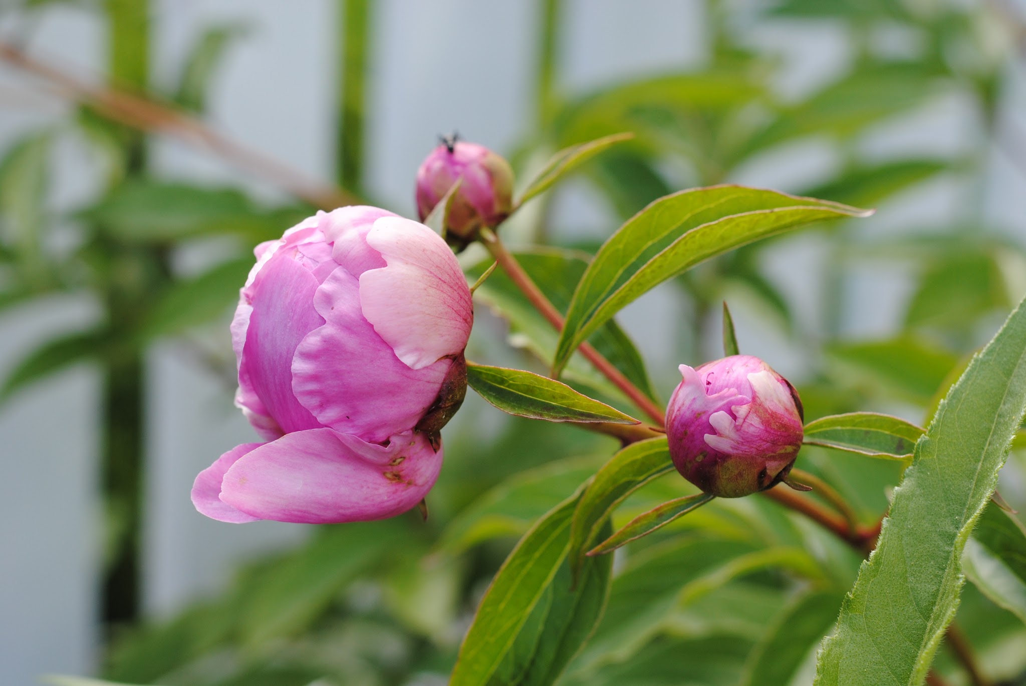 peony season is back — image 4