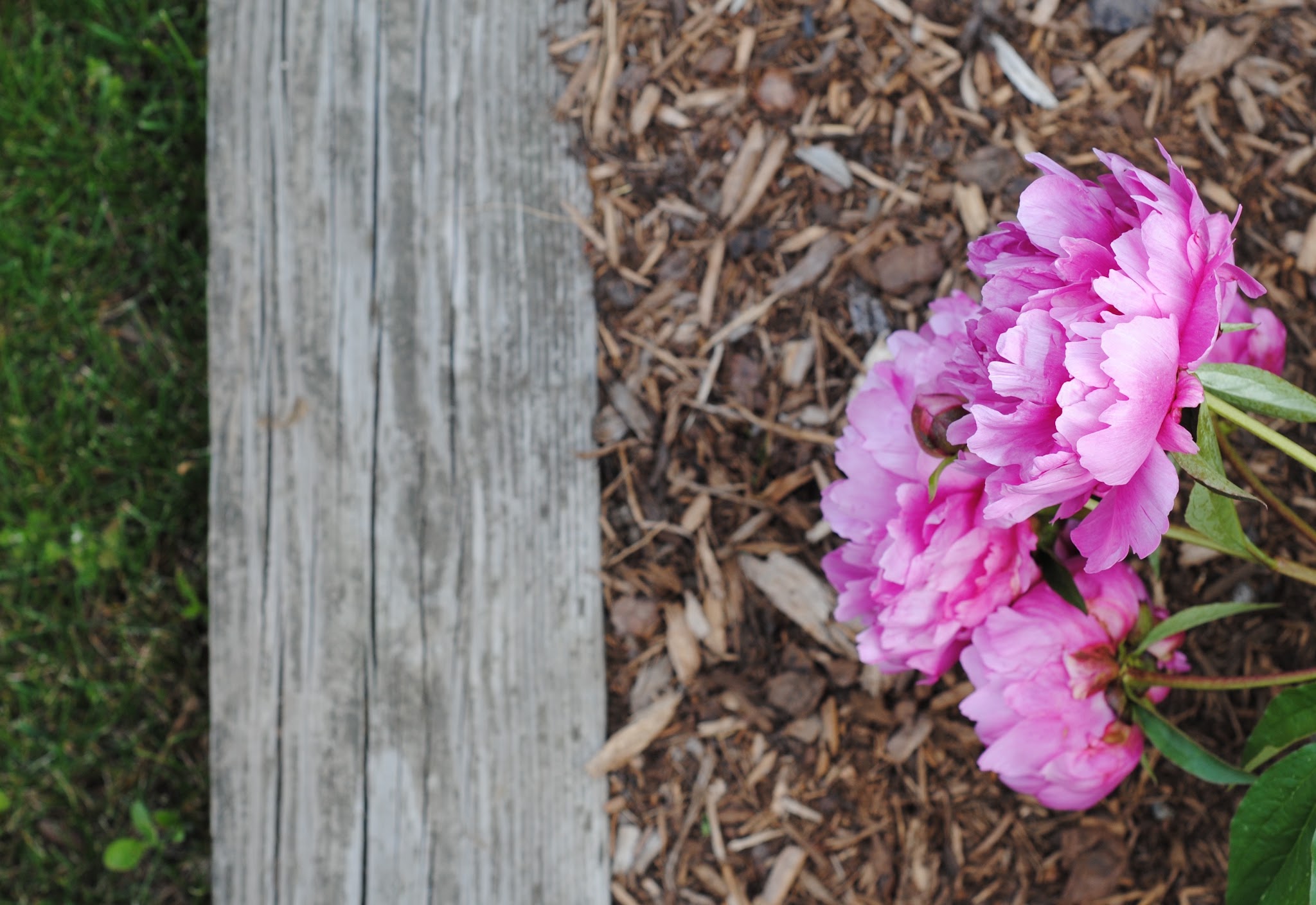 peony season is back — image 6