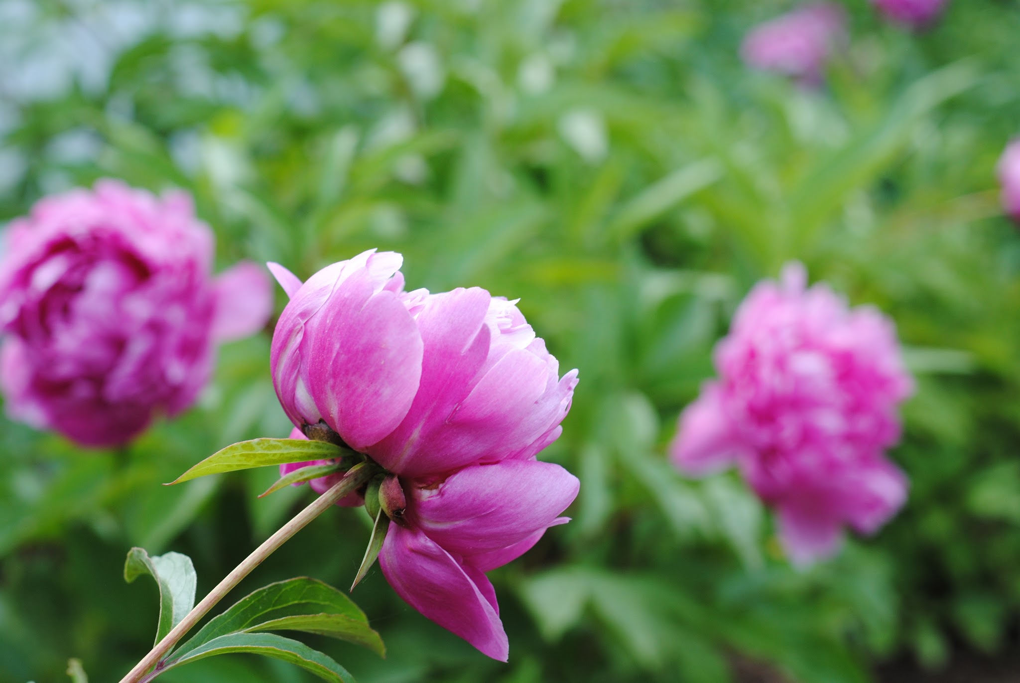 peony season is back — image 7