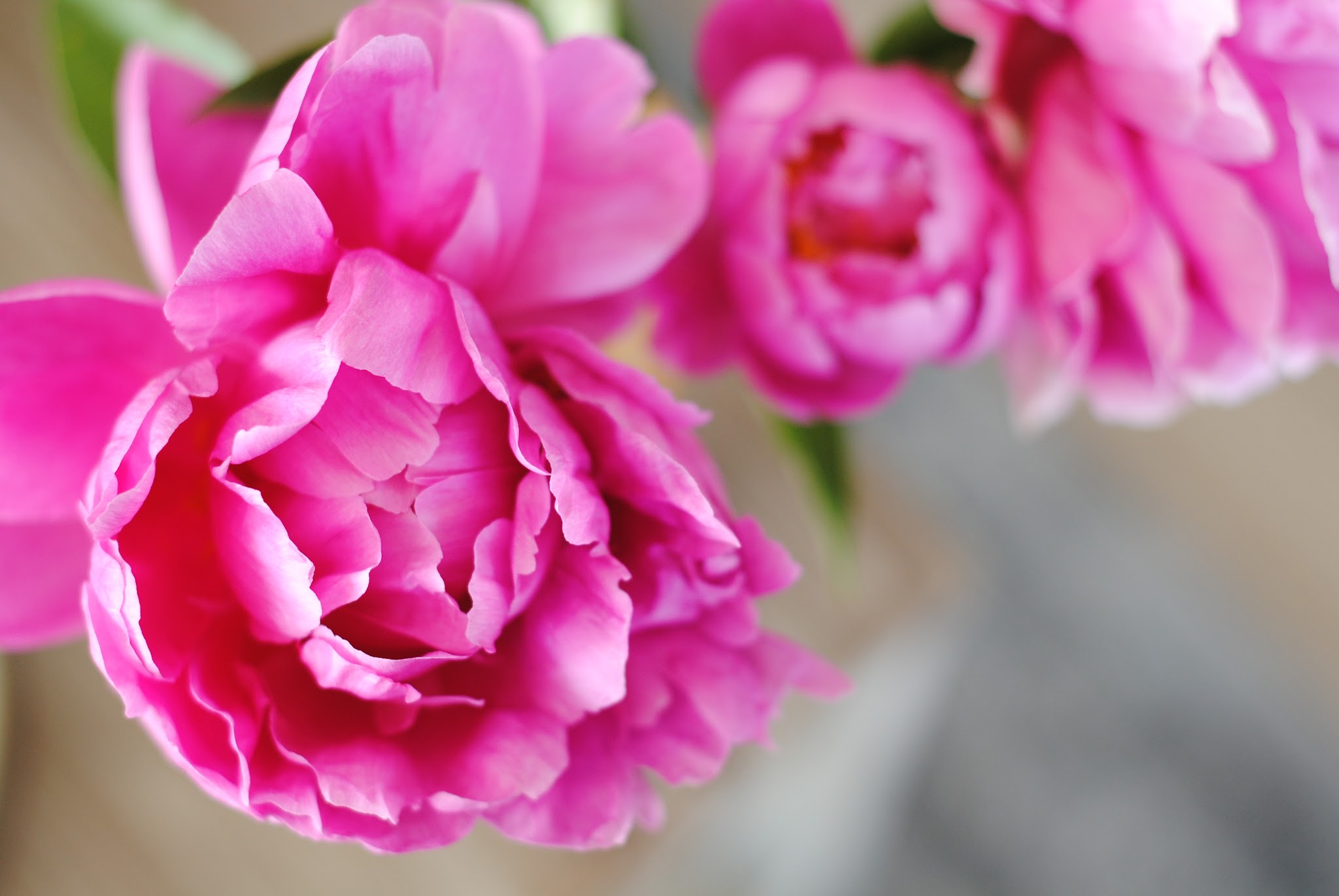 peony season is back — image 5