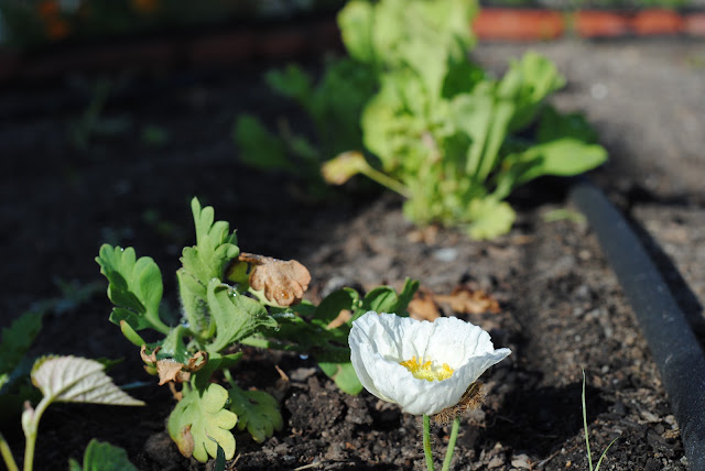 precious tiny poppy flower — image 4