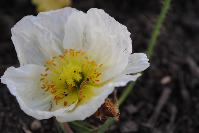 precious tiny poppy flower — image 1