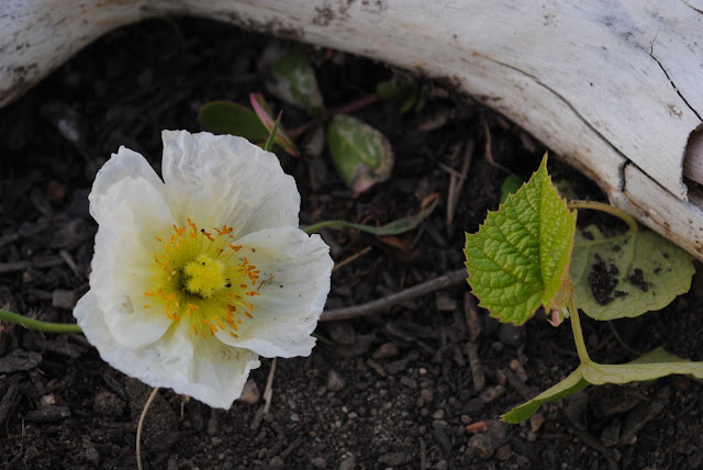 precious tiny poppy flower — image 7