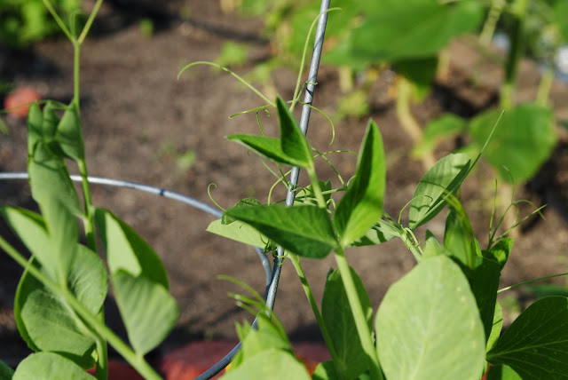 grow baby grow — image 1