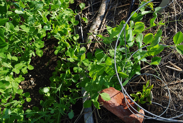 grow baby grow — image 2