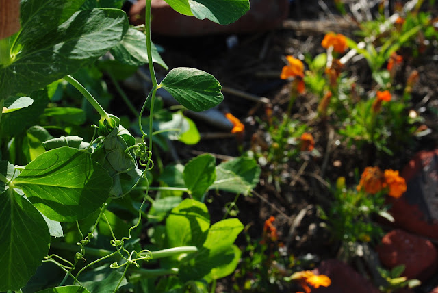 grow baby grow — image 4