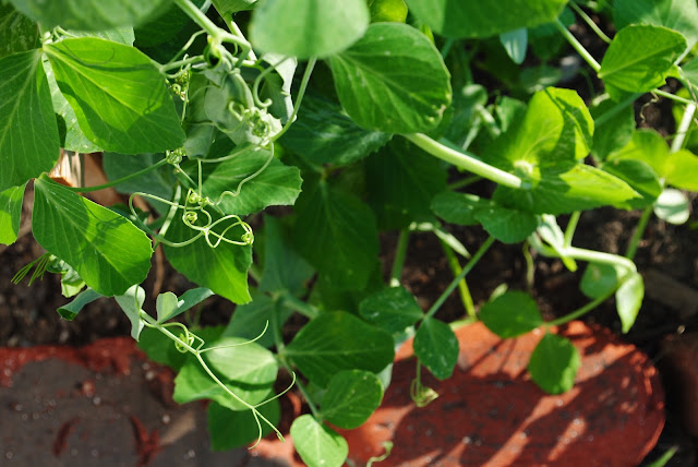 grow baby grow — image 5