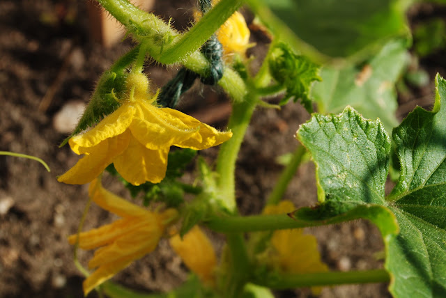 grow baby grow — image 3
