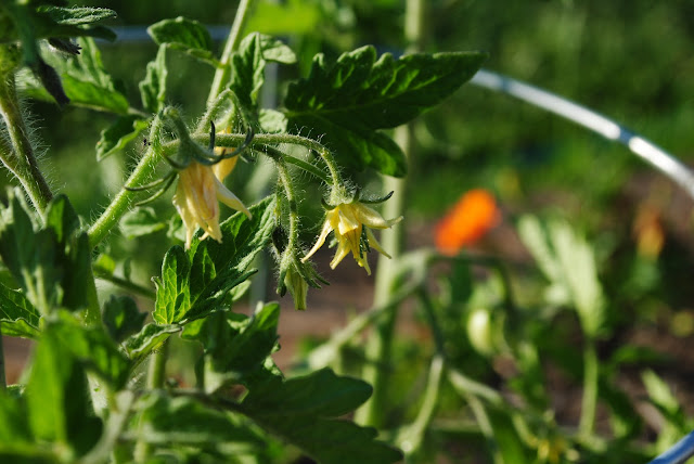 grow baby grow — image 6