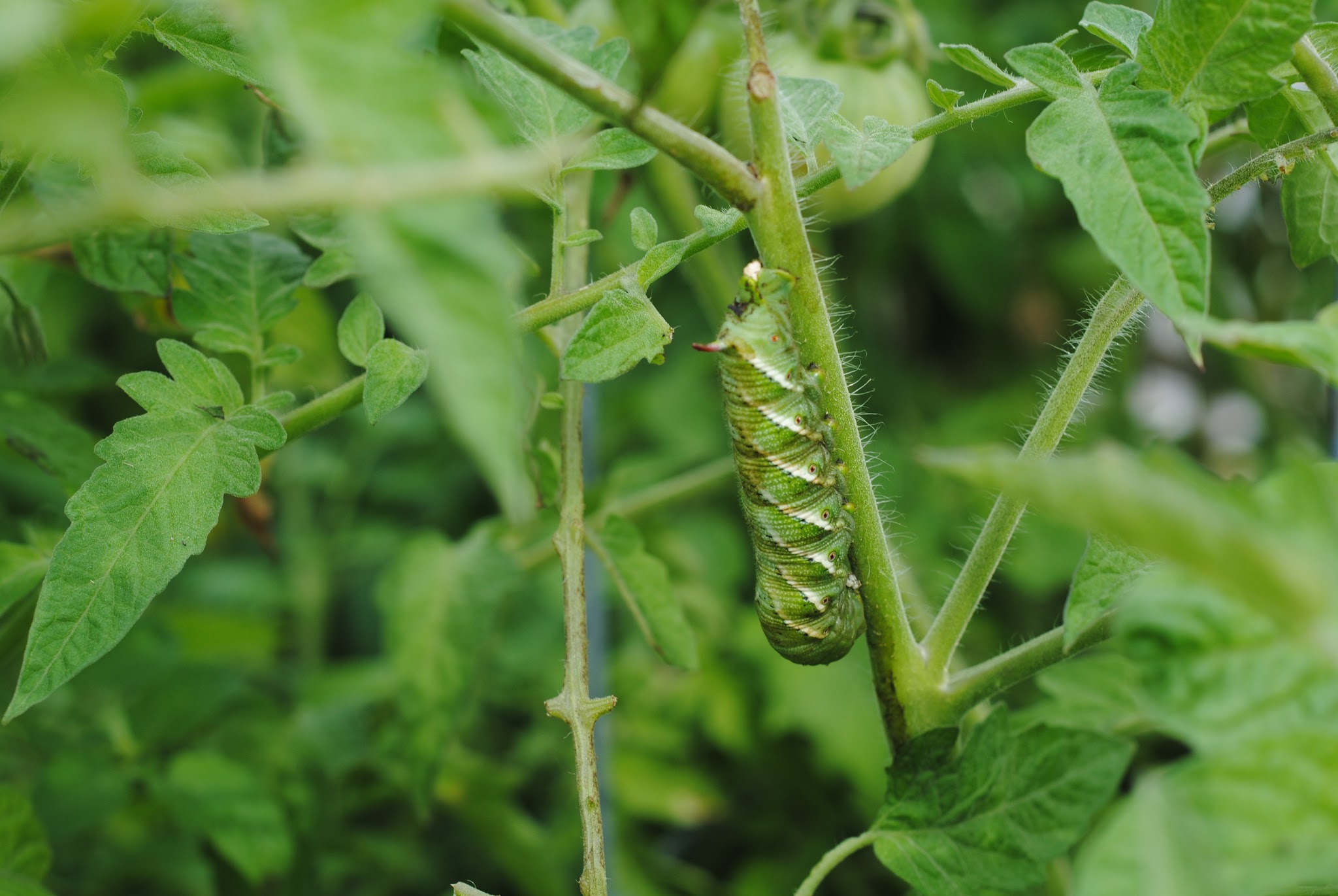 dinosaur caterpillars are my enemy — image 15
