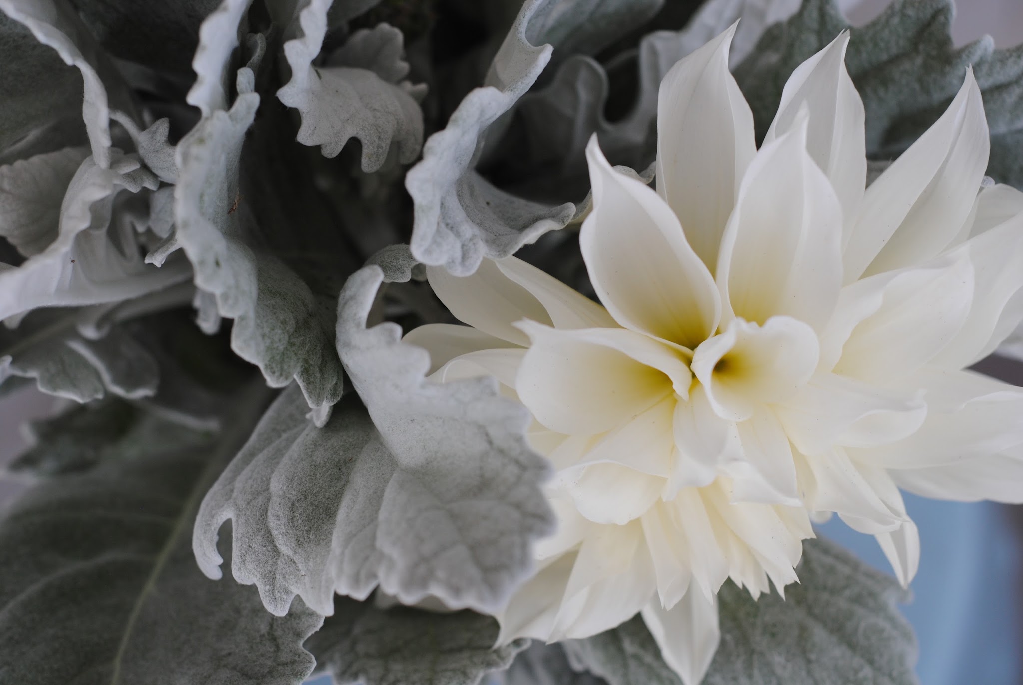proud flowers — image 1