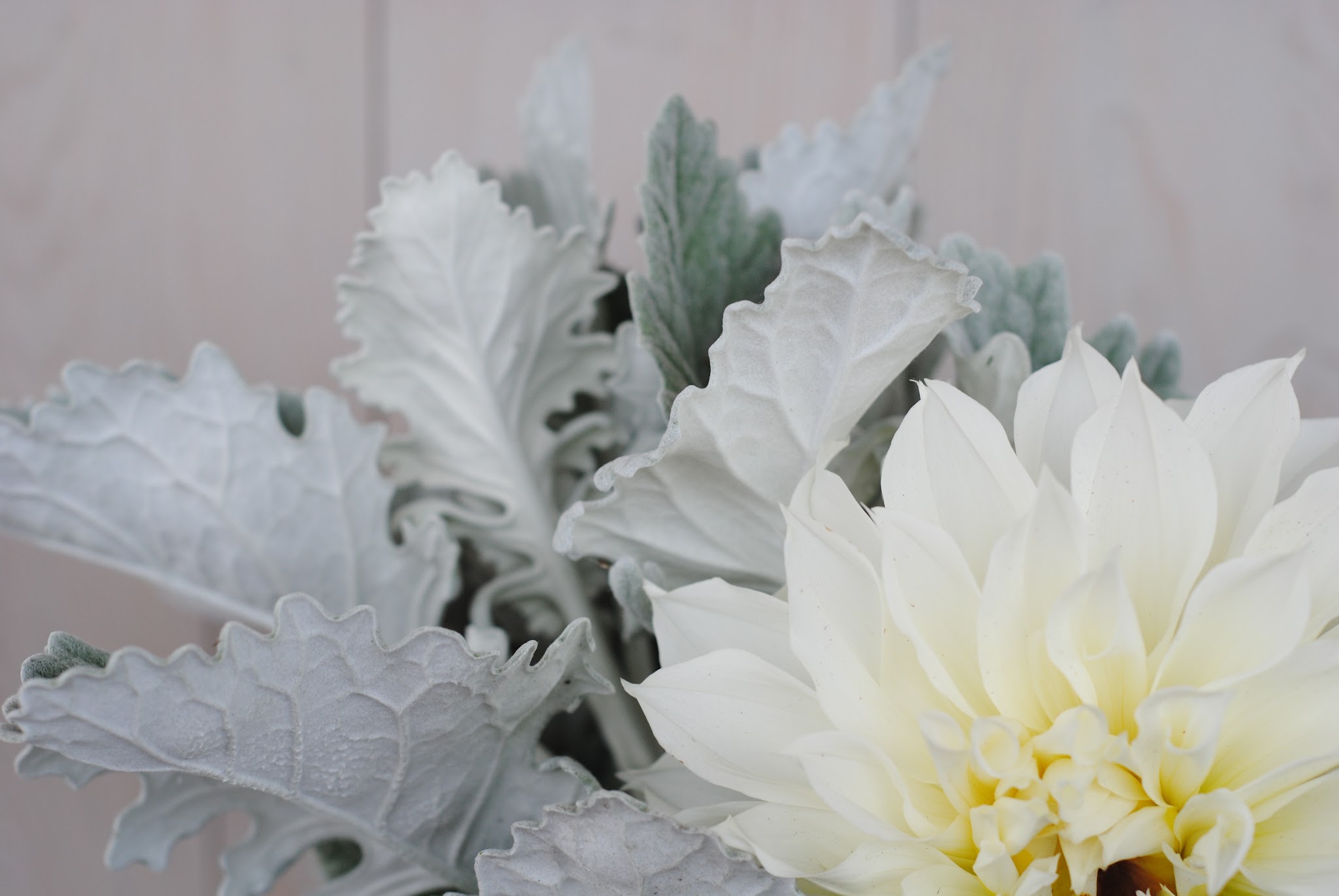 proud flowers — image 2
