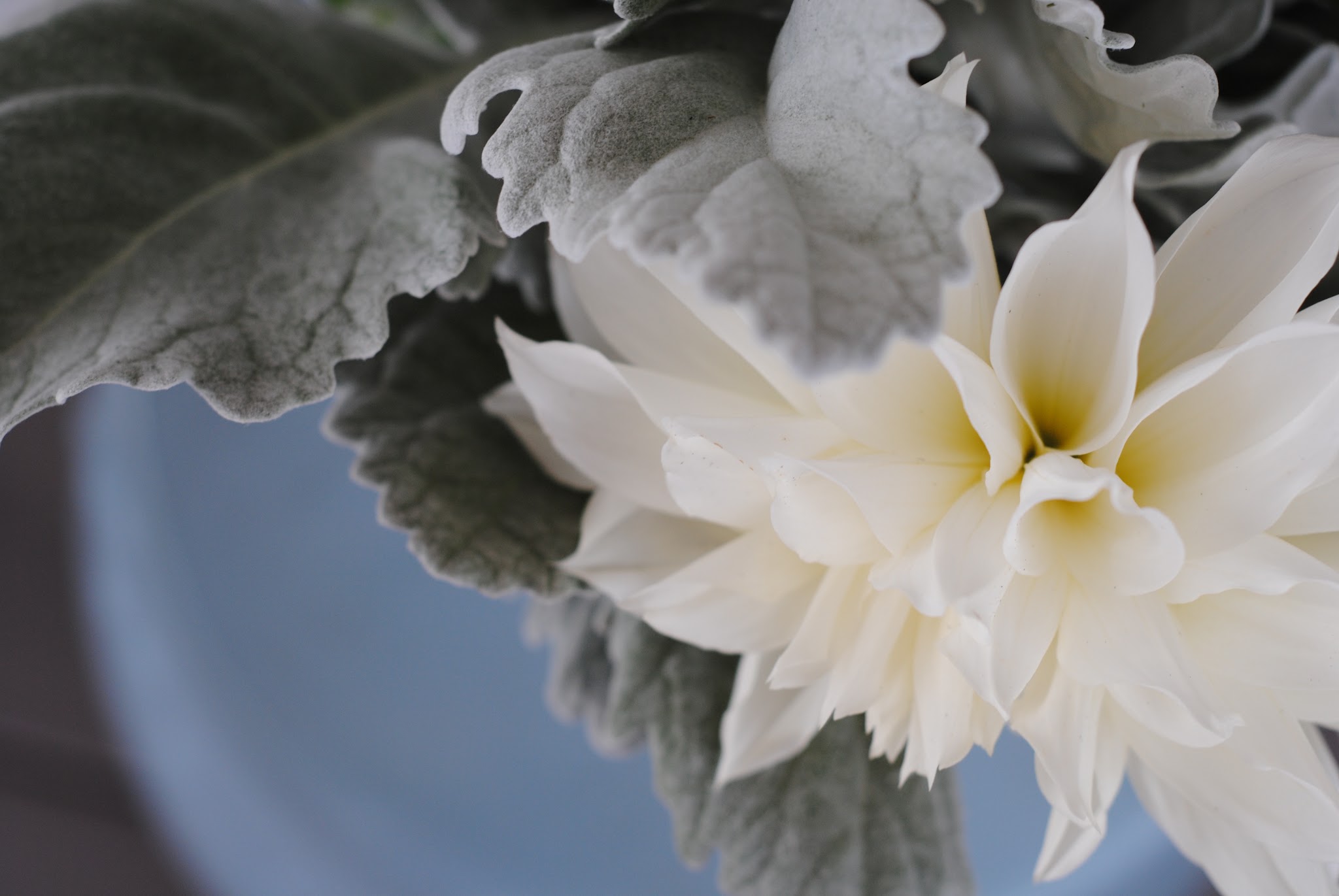 proud flowers — image 3