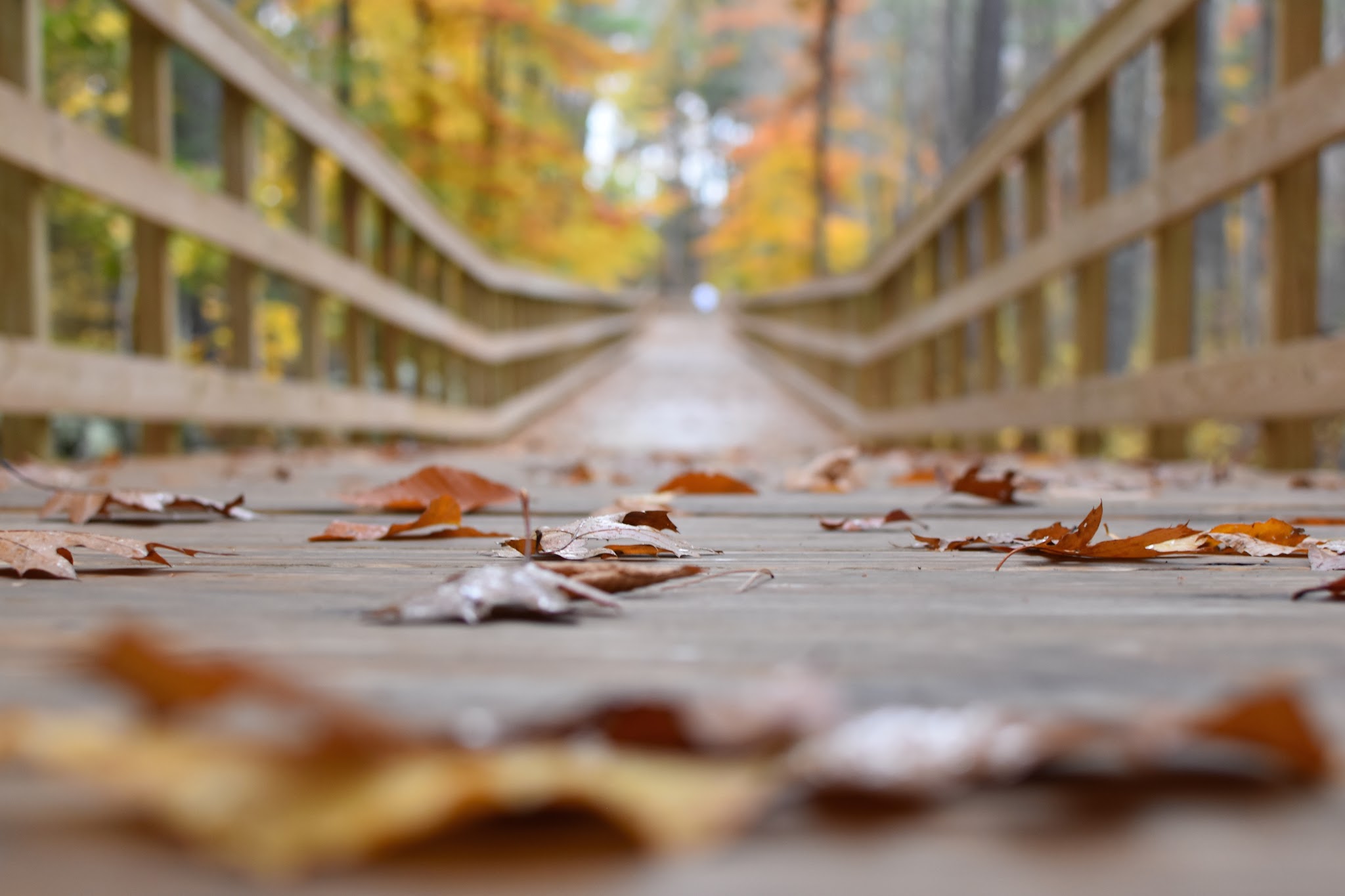 a new perfect trail — image 3