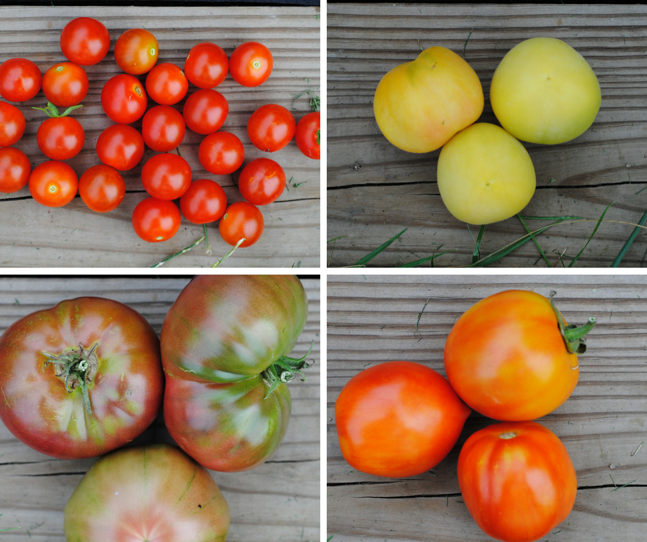 2016 tomato recap — image 3