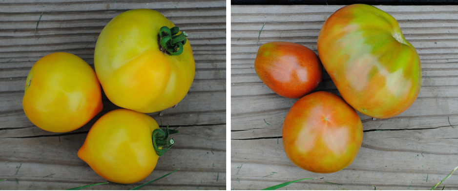 2016 tomato recap — image 4
