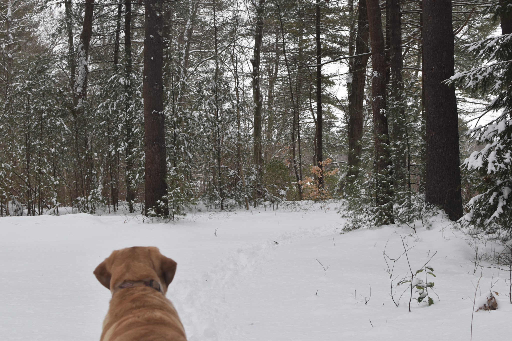 snowy february — image 5