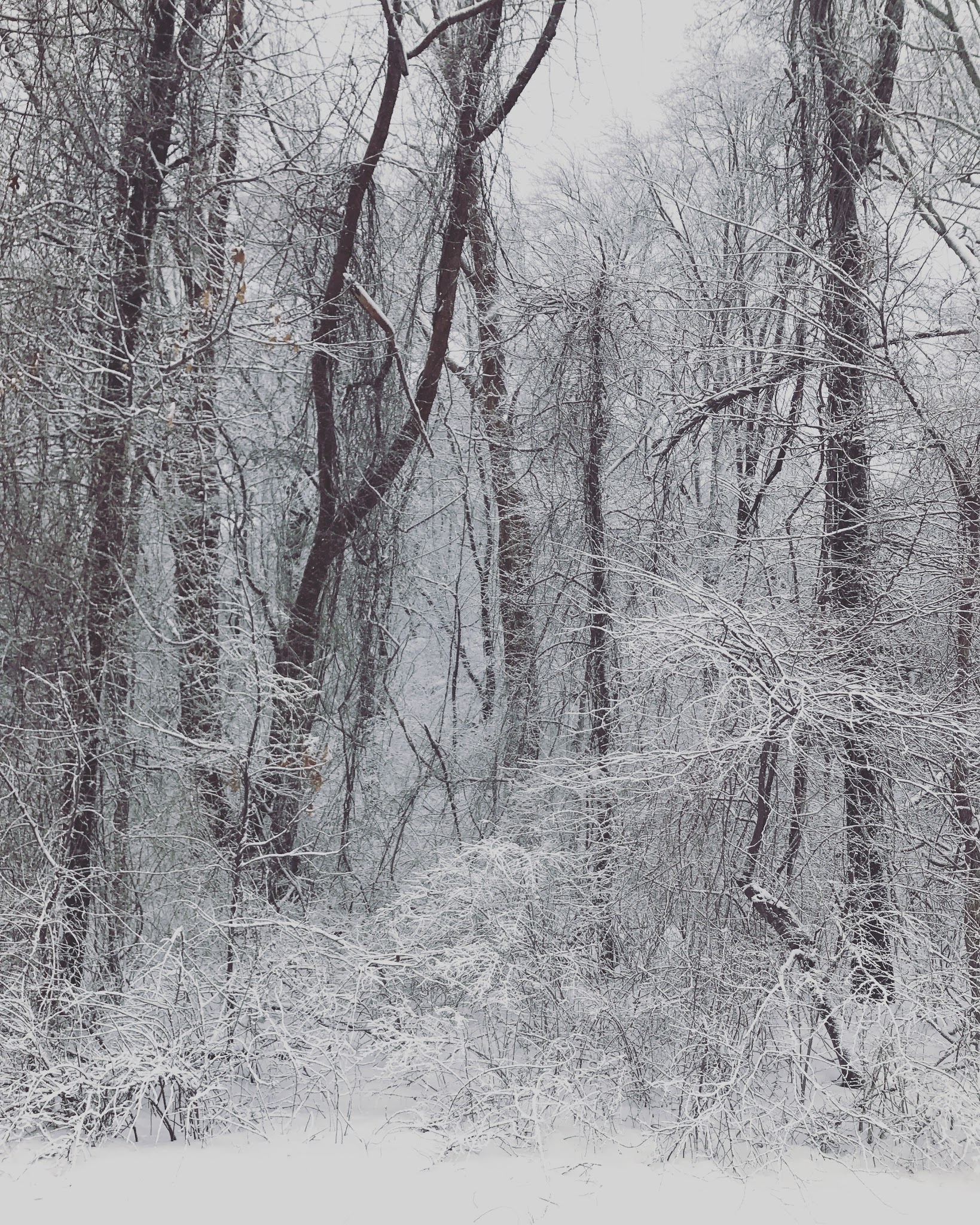 snowy february — image 4