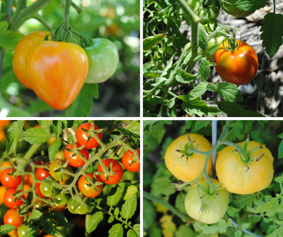 2016 tomato recap — image 2