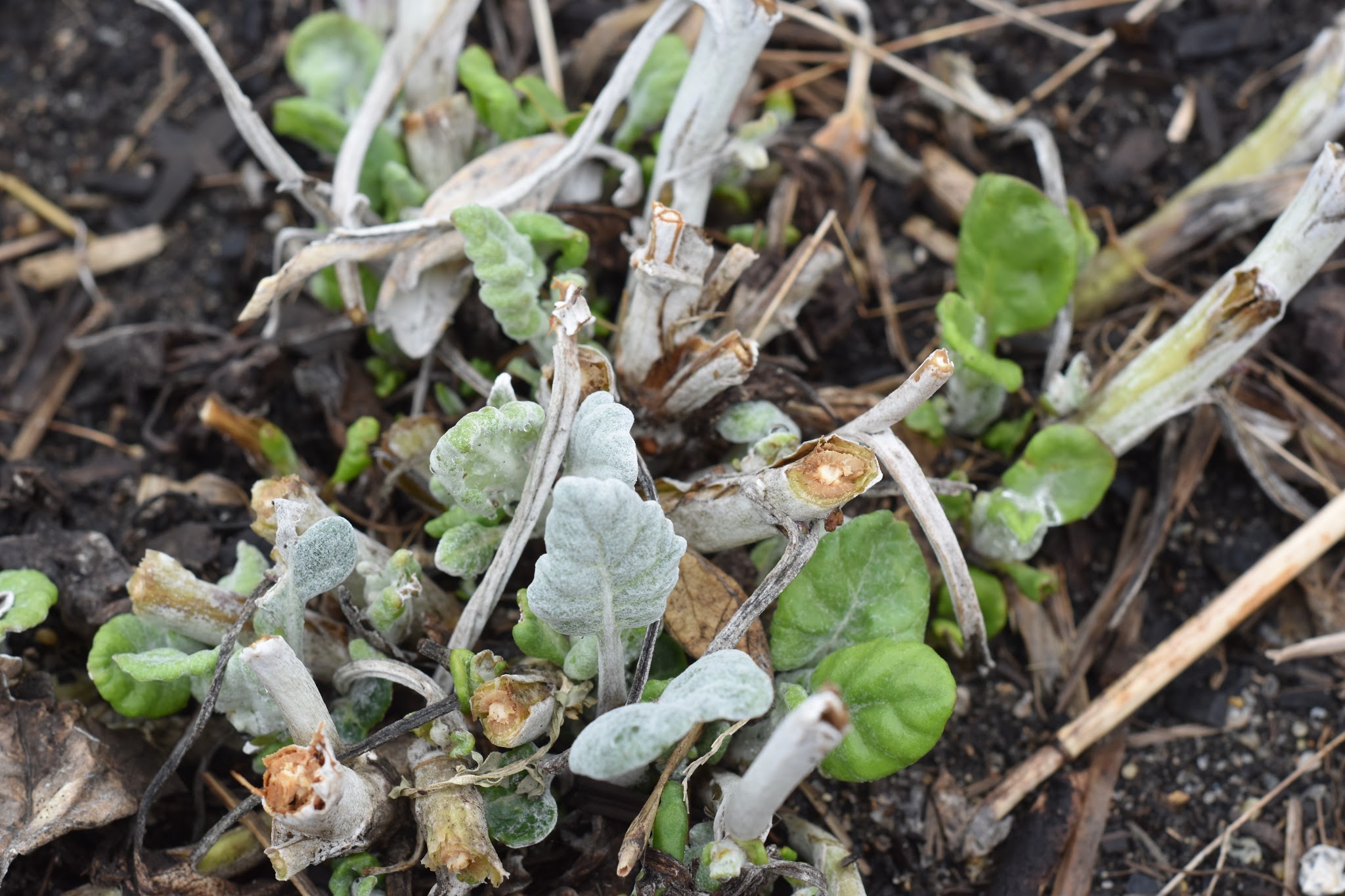 Attempting to grow flowers (again) — image 4