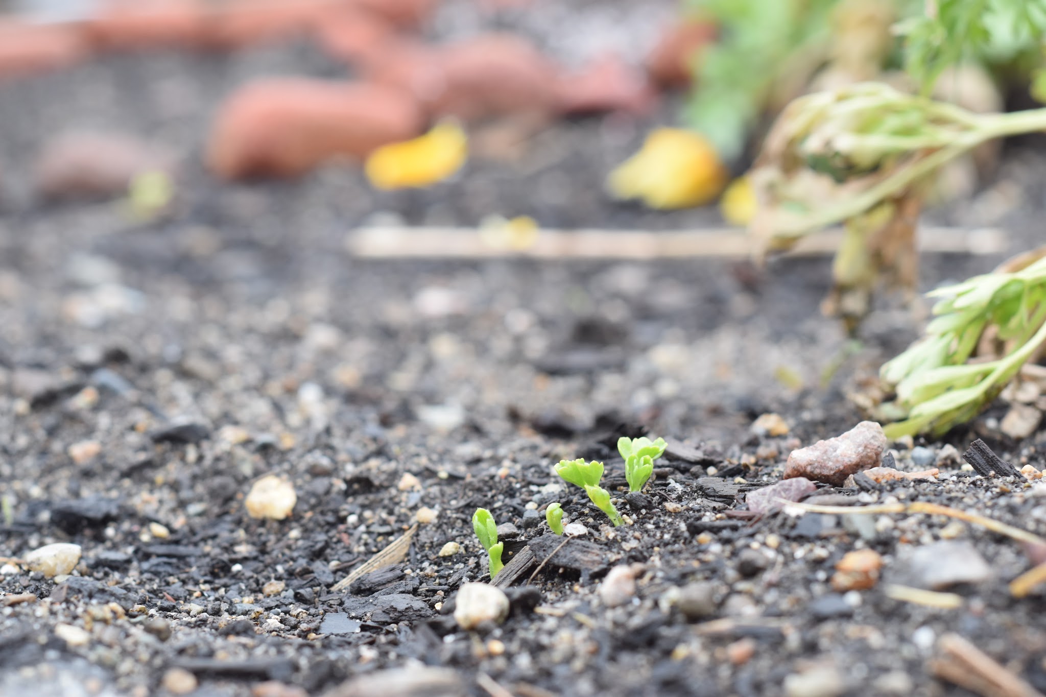 Attempting to grow flowers (again) — image 5