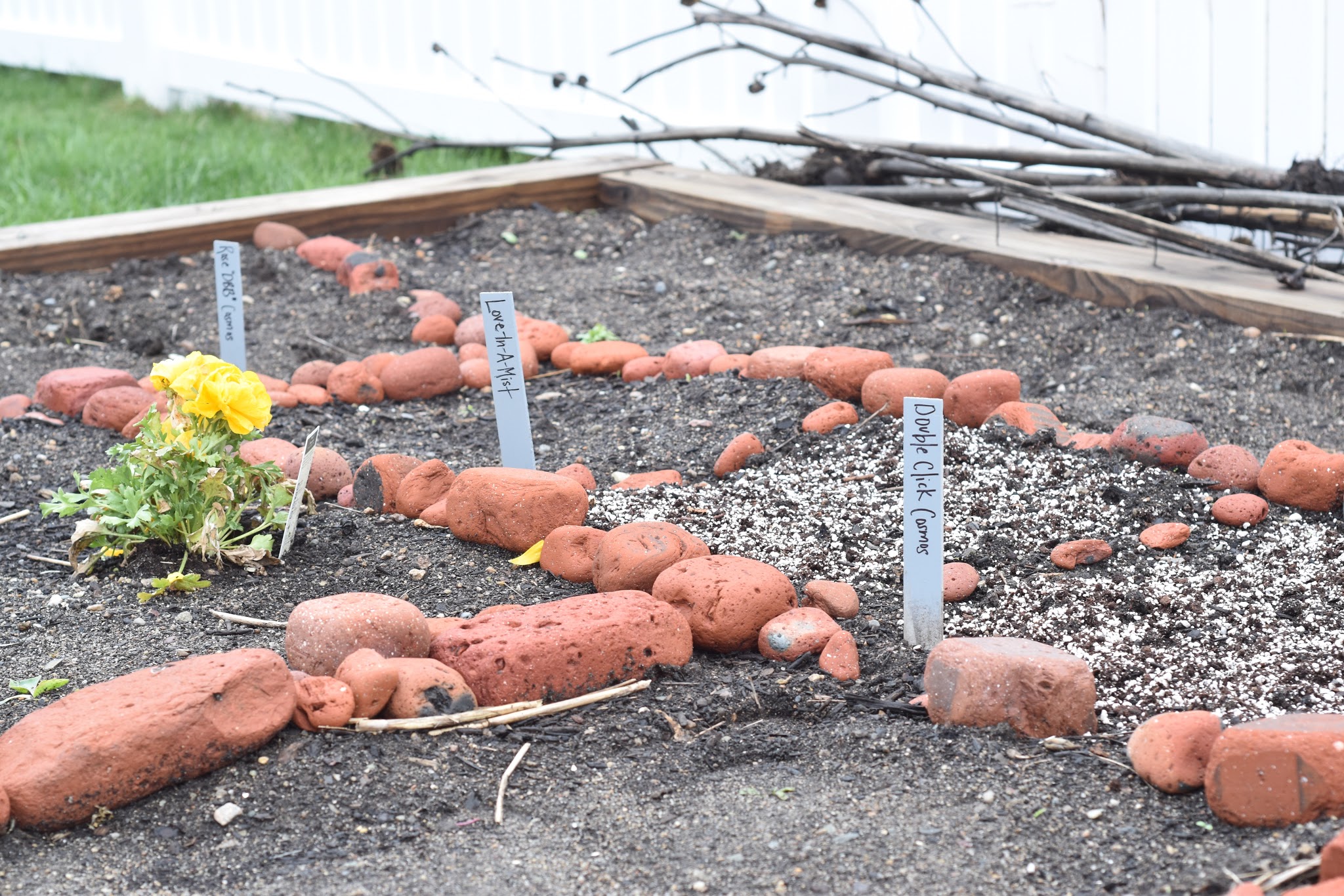 Attempting to grow flowers (again) — image 6