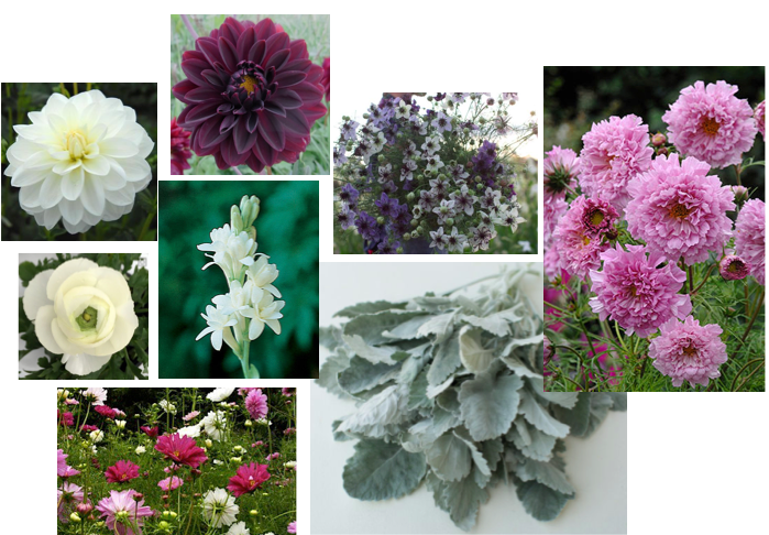 Attempting to grow flowers (again) — image 2
