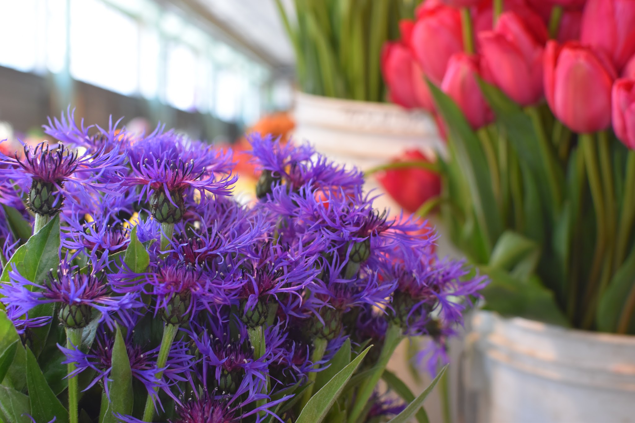 Flowers + Baseball + Glass Art // Day 4 — image 4