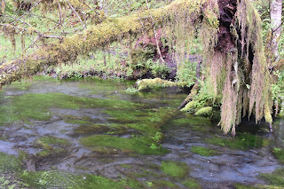 Beach + Rainforest + Waterfall + Lakes // Day 2 — image 10