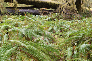 Beach + Rainforest + Waterfall + Lakes // Day 2 — image 11