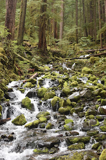 Beach + Rainforest + Waterfall + Lakes // Day 2 — image 23